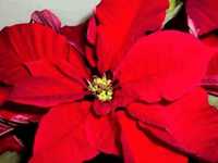 pochette album Joy to the world