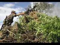 pochette album Sweet leaf