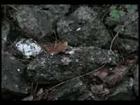 pochette album Schatten