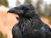 pochette album Up on high