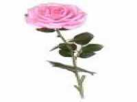 pochette album Long stem rose