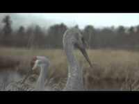 pochette album Venus in fleurs