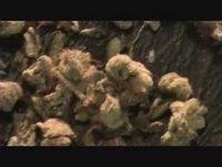 pochette album Dr. grinspoon