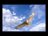 pochette album Blue skies