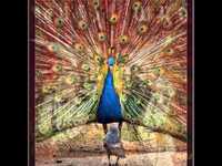 pochette album Fiddlin'