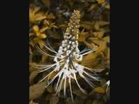 pochette album She's come undone