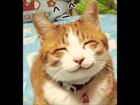 pochette album Unhappy trails