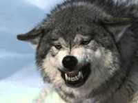 pochette album Lone wolf