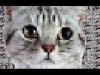 pochette album Sex raptor