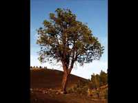 pochette album Song for all the young casanovas and casnovettes