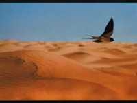 pochette album Tifirelest