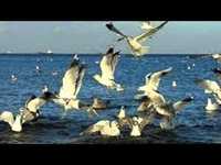 pochette album Vuela alto