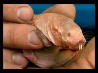 pochette album Onanie