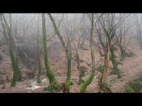 pochette album Tell de dode