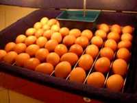 pochette album Forced