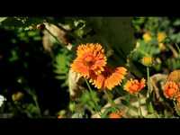 pochette album Nature