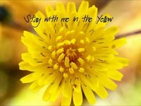 pochette album Yellow