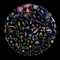 pochette album One candle