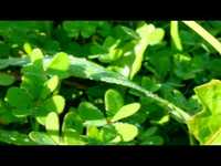 pochette album Witchi-tai-to