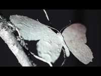 pochette album I need a forest fire