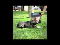 pochette album T - bone