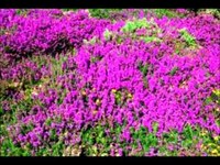 pochette album Wild mountain thyme