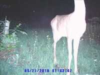 pochette album Quite nonchalant