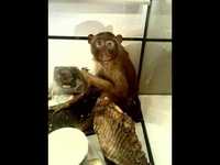 pochette album Worthless recluse