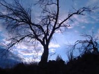 pochette album Rose colored stained glass windows