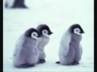 pochette album Childlike wild