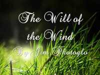 pochette album Will of the wind