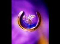 pochette album From a jack to a king