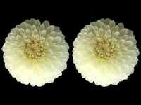 pochette album We could