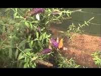 pochette album Jam back at the house