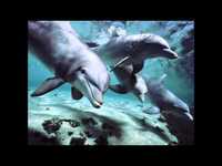 pochette album Carnival world