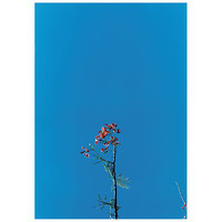 pochette album Clam, crab, cockle, cowrie