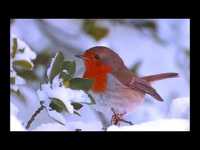 pochette album Snowbird