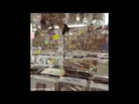 pochette album We the cats