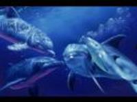 pochette album Ancient rhymes