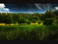 pochette album Rusty green