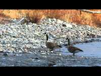 pochette album Spring