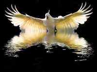 pochette album Ready to spread your wings