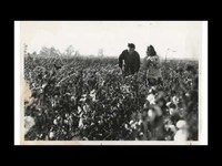 pochette album Cotton pickin' hands