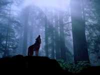 pochette album Lonely lovers