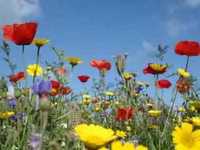 pochette album Wonderful