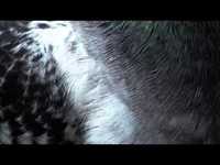 pochette album Mit venstre hjerte