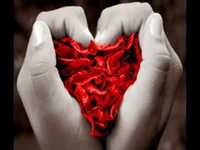 pochette album Amor maior