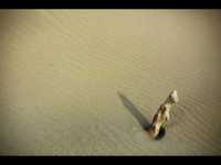 pochette album Sans toi