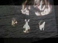 pochette album Incognito