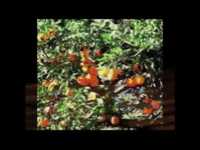 pochette album Sad sound of the wind